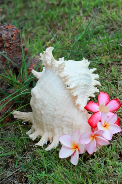 海扇壳和粉红色的花 — 图库照片