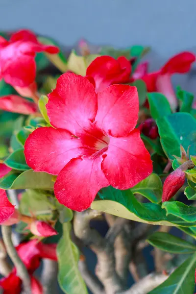 Desert rose - rode bloem — Stockfoto