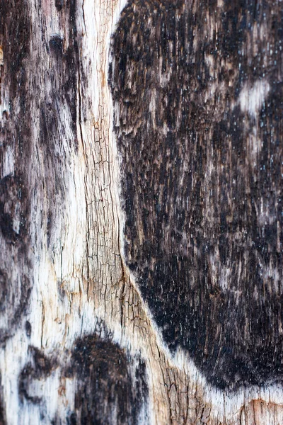 Old wood background — Stock Photo, Image