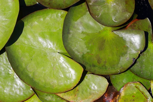 Lotus yaprağı — Stok fotoğraf