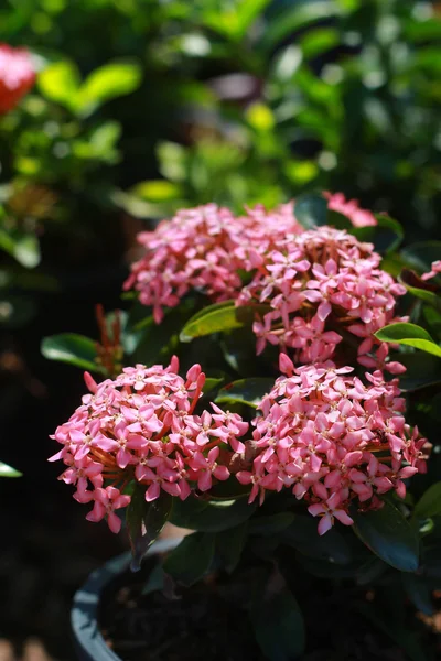 West-Indische jasmijn - roze bloemen — Stockfoto