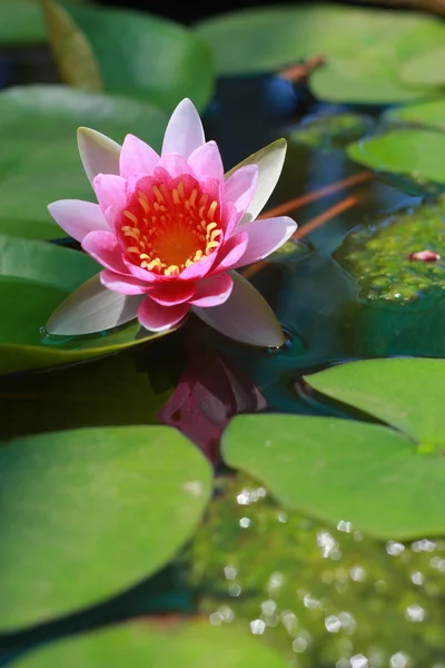 Roze lotusbloemen — Stockfoto