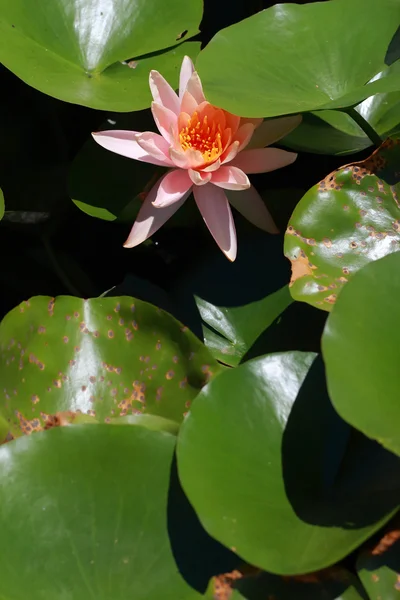 Orange lotus flowers — Stock Photo, Image