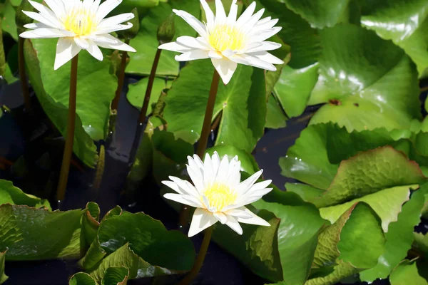 Flores de lótus branco — Fotografia de Stock