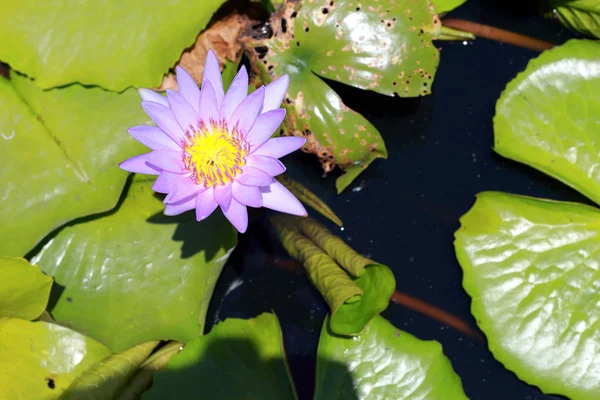 Flores de loto púrpura —  Fotos de Stock