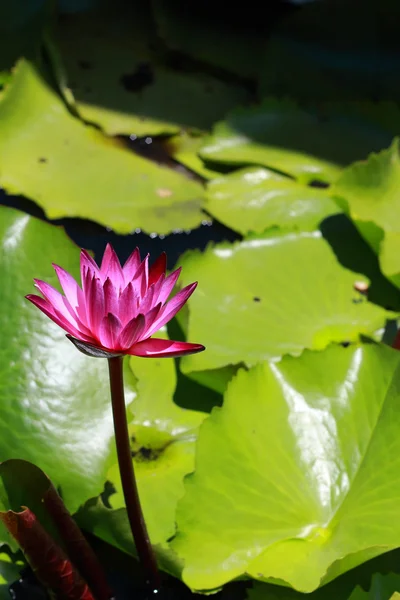 Roze lotusbloemen — Stockfoto