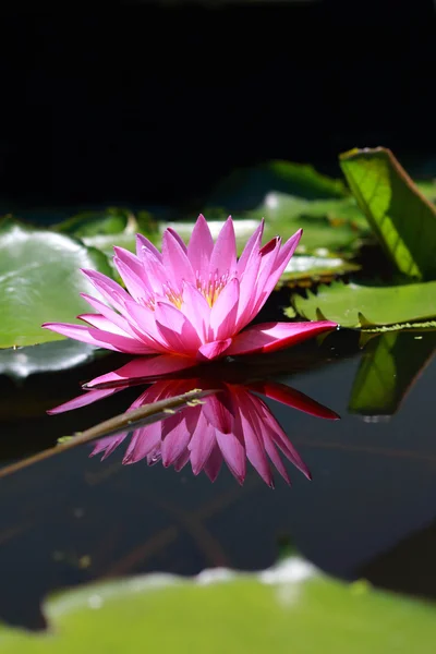 Flores de loto rosa —  Fotos de Stock