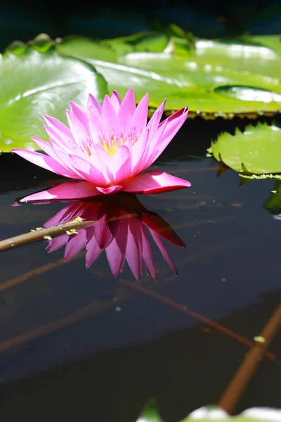 Roze lotusbloemen — Stockfoto