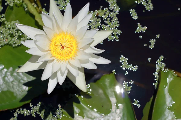 White lotus flowers — Stock Photo, Image