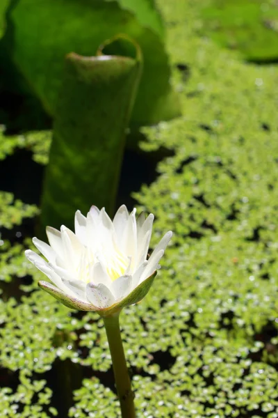 白い蓮の花 — ストック写真