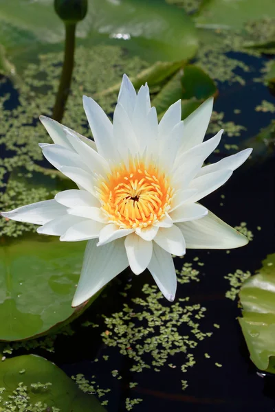 Flores de loto blanco — Stockfoto