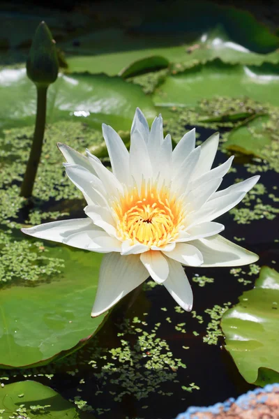 Flores de loto blanco — Stockfoto