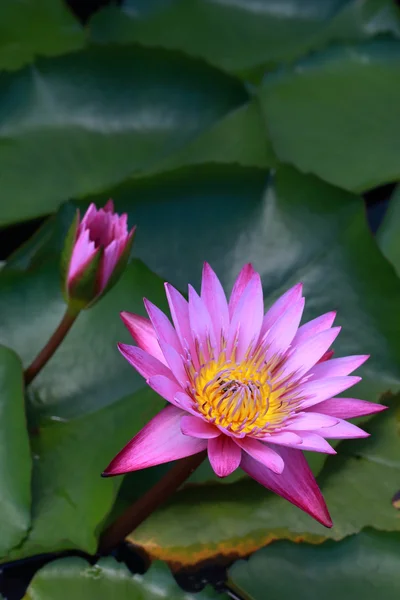 Roze lotusbloemen — Stockfoto