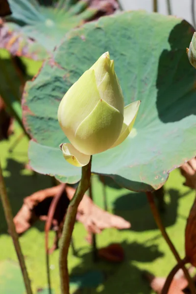 Brotes de loto . —  Fotos de Stock