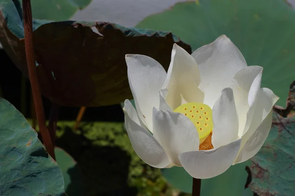 Kwiaty białego lotosu — Zdjęcie stockowe