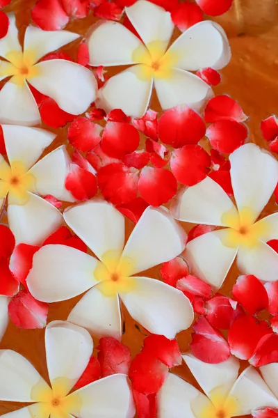 Frangipani floating. — Stock Photo, Image