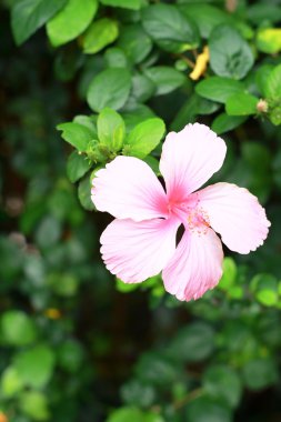 pembe - hibiscus çiçek çiçekler