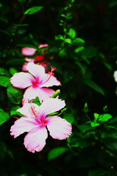 Flores rosa - Flor de hibisco —  Fotos de Stock