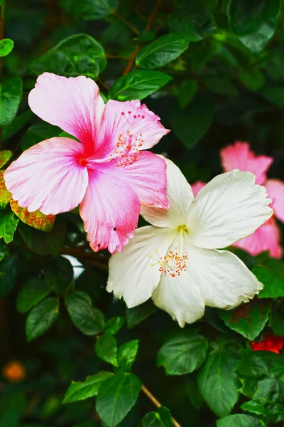 Kwiaty różowe - kwiat hibiskusa — Zdjęcie stockowe