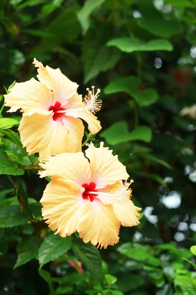 Flowers pink - Hibiscus flower — Stock Photo, Image