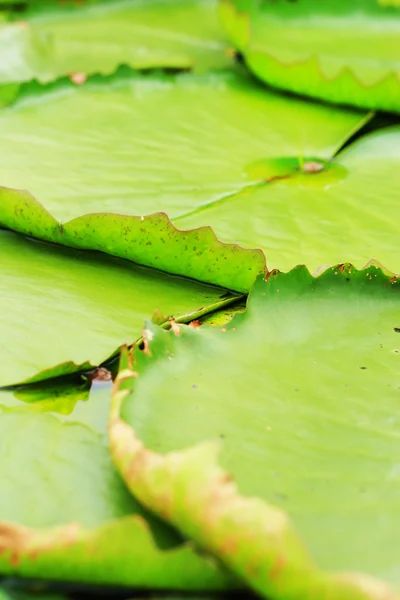 Lotus leaves — Stock Photo, Image