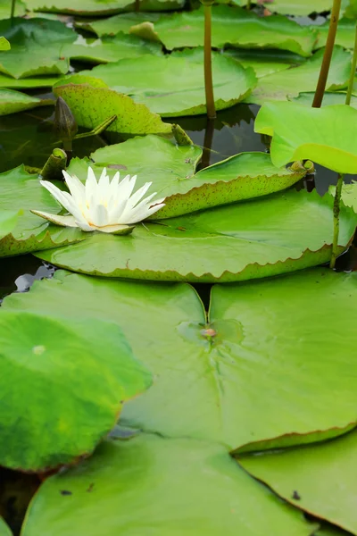 Kwiaty białego lotosu — Zdjęcie stockowe