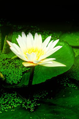 Beyaz lotus çiçekleri