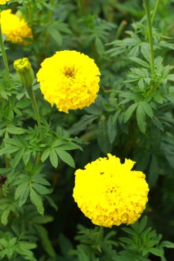Flower marigold