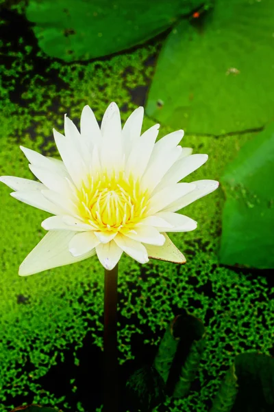 Flores de loto blanco — Stockfoto