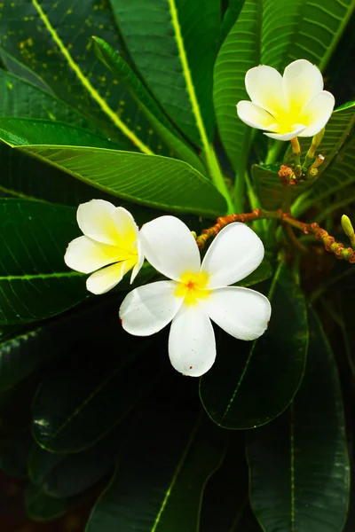Rosa del desierto - flor blanca —  Fotos de Stock