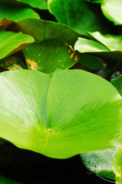 Liści lotosu — Zdjęcie stockowe