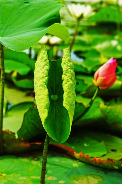 Lotus bladeren — Stockfoto