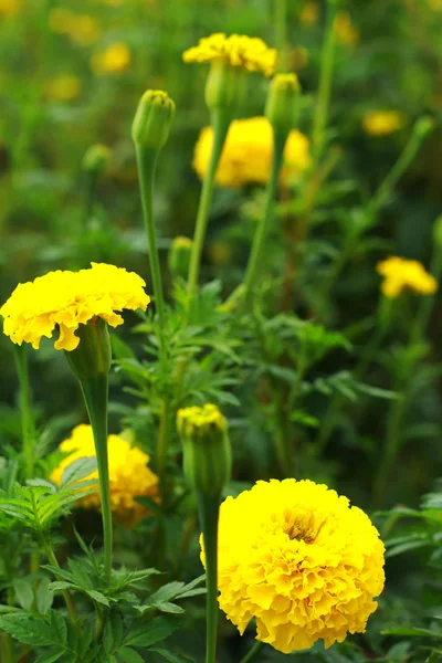 Blomma marigold — Stockfoto