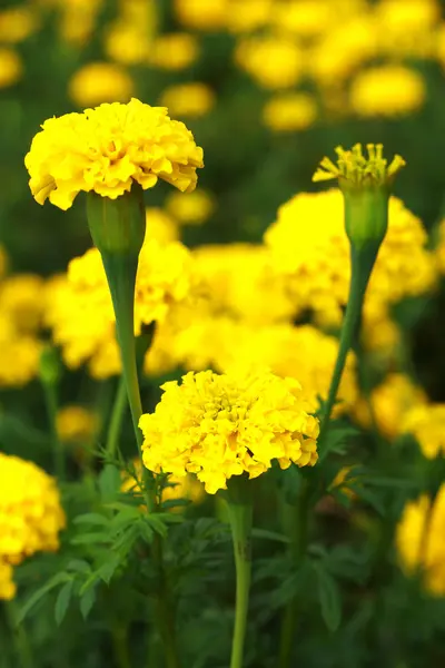 Blomma marigold — Stockfoto