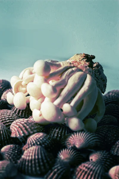 Mettere i funghi sulla capesante . — Foto Stock