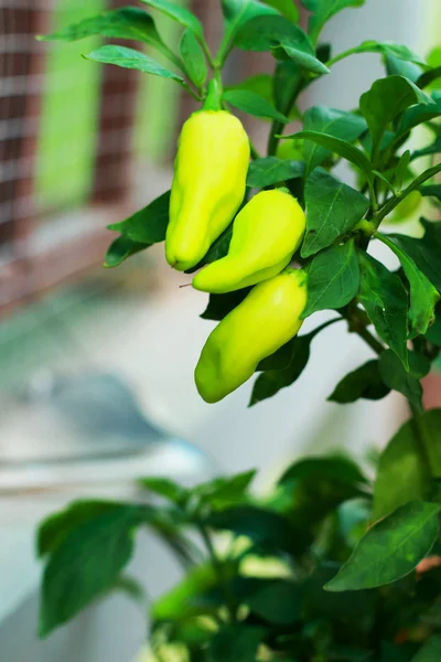 Green pepper on tree — Stock Photo, Image
