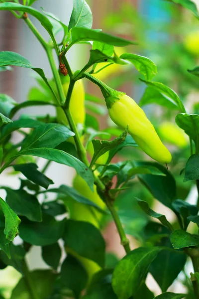 Green pepper on tree — Stock Photo, Image