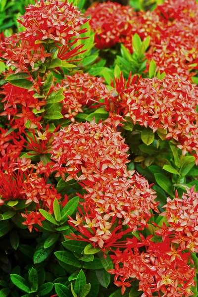 Západní indický Jasmín - červené květy — Stock fotografie