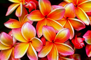 Frangipani çiçek - pembe çiçekler doğada sarı.