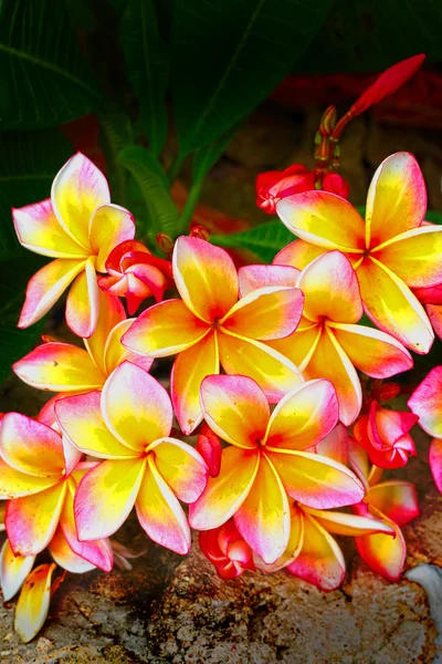Flor Frangipani - flores rosadas amarillas En la naturaleza . — Foto de Stock