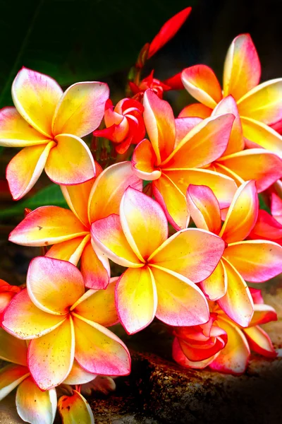 Flor Frangipani - flores rosadas amarillas En la naturaleza . —  Fotos de Stock