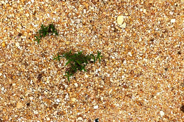 Piccola foglia verde sfondo sabbia . — Foto Stock