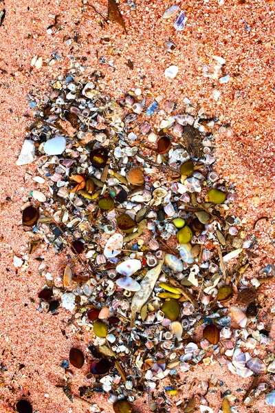 Sfondo sabbia e conchiglie . — Foto Stock