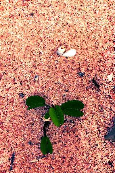 Små gröna blad bakgrund sand. — Stockfoto