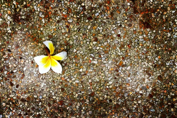 Flor de Frangipani - flor branca — Fotografia de Stock