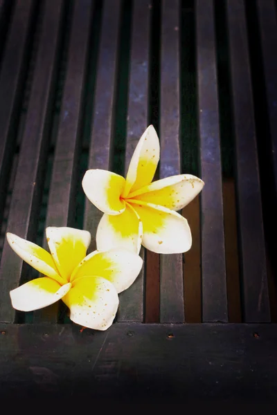 Frangipani Blume - weiße Blumen — Stockfoto