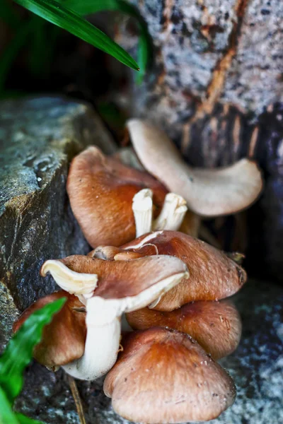 Świeżych shiitake mushroom na charakter — Zdjęcie stockowe