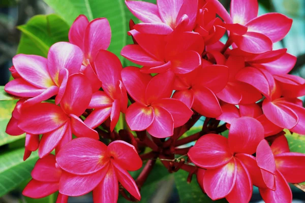Flor Frangipani - flores cor de rosa na natureza . — Fotografia de Stock