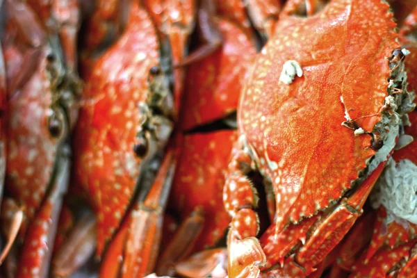 Steamed crabs close up — Stock Photo, Image