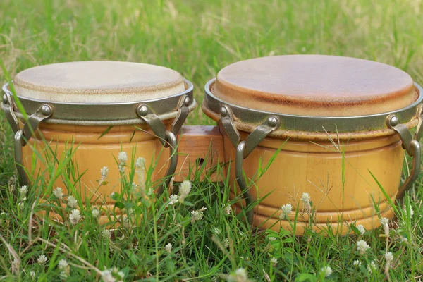 Bongo op groen gras — Stockfoto